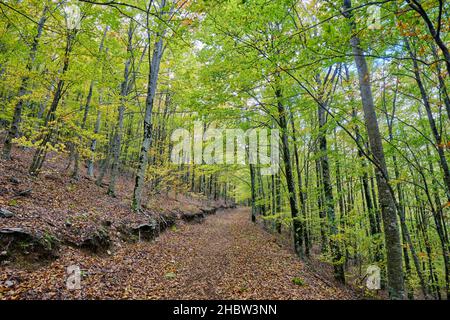 Buchenwald (Fagus sylvatica) von Sao Lourenco im Herbst. Manteigas, Naturpark Serra da Estrela. Portugal Stockfoto