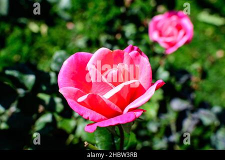 Nahaufnahme einer zarten frischen, lebendigen rosa magentafarbenen Rose und grünen Blättern in einem Garten an einem sonnigen Sommertag, wunderschöne Blumenhintergrundfotogr im Freien Stockfoto
