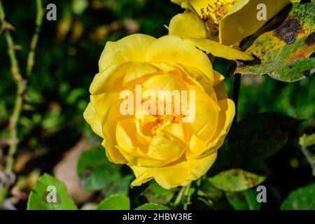 Nahaufnahme einer zarten frischen, lebendigen gelben Rose und grünen Blättern in einem Garten an einem sonnigen Sommertag, wunderschöner Blumenhintergrund im Freien fotografiert Stockfoto