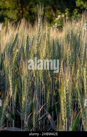 Gerstenanbau. Körnung. Grüne Gerstenspitze. Gerste noch unreife Spitze. Nahaufnahme. Makrofotografie. Stockfoto