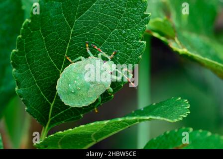 Grüner Schildkäfer sitzt auf einem Blatt, Nahaufnahme. Am Morgen Tau. Gattungsart Palomena prasina. Stockfoto