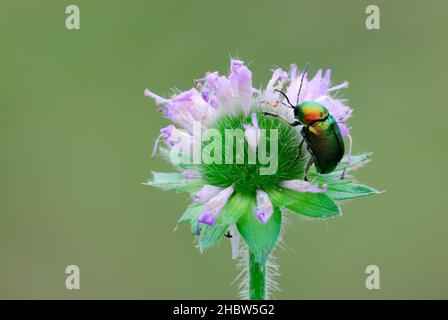 Chrysolina fastuosa, auch bekannt als der auf einer purpurnen Wiesenblume sitzende, tote Brennnesselblattkäfer, aus der Nähe. Unscharfer heller Hintergrund. Speicherplatz kopieren. Stockfoto