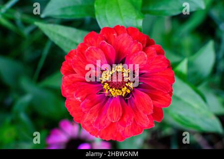 Nahaufnahme einer schönen großen roten Zinnienblüte in voller Blüte auf verschwommenem grünem Hintergrund, fotografiert mit sanftem Fokus in einem Garten in einem sonnigen Summe Stockfoto