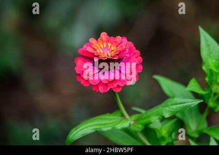 Nahaufnahme einer schönen großen roten Zinnienblüte in voller Blüte auf verschwommenem grünem Hintergrund, fotografiert mit sanftem Fokus in einem Garten in einem sonnigen Summe Stockfoto