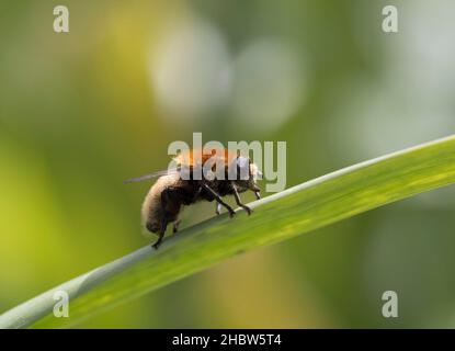 Narcissus Bulb Fly, Merodon equestris, Single adult ruht auf Pflanzenstamm, Worcestershire, Großbritannien. Stockfoto