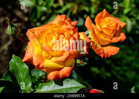 Zwei große und zarte, leuchtend orange Rosen in voller Blüte in einem Sommergarten, in direktem Sonnenlicht, mit verschwommenen grünen Blättern im Hintergrund Stockfoto