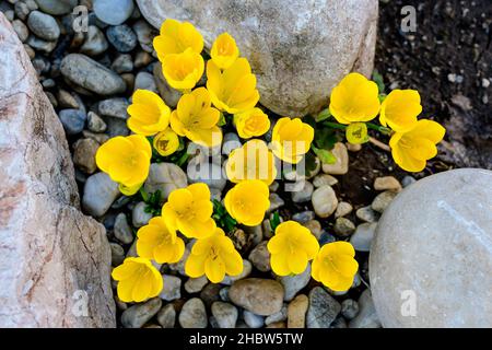 Nahaufnahme von vielen lebendigen gelben Krokus Frühlingsblumen in voller Blüte in einem Garten an einem sonnigen Tag, schöne Outdoor-Blumenhintergrund mit so fotografiert Stockfoto
