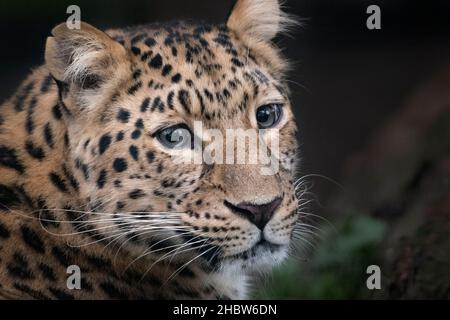 Weibliche Amur Leoparden (Kopfschuss) Stockfoto