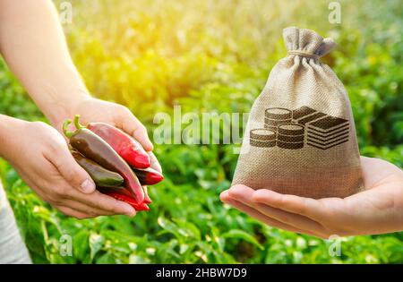 Geldbeutel und frisch gepflückte Paprika in den Händen eines Bauern. Ernte-, Gewinn- und Budgetkonzept. Investitionen in die Landwirtschaft. Kreditvergabe und Subventionierung f Stockfoto