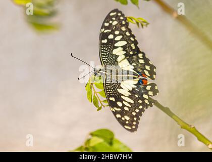 Makroaufnahme eines schönen Zitronenfalter auf einer Pflanze im Garten Stockfoto