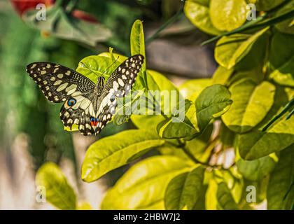 Eine Makroaufnahme eines schönen Zitronenfalter auf einer Pflanze im Garten Stockfoto