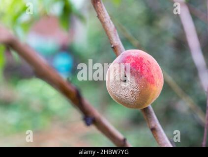 Obst auf einem Baum, der von der Pfirsichfrucht-Fäulniskrankheit betroffen ist, im Garten Stockfoto