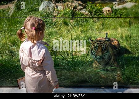 Breslau, Polen - 06. September 2021: Ein kleines Mädchen beobachtet einen bengalischen Tiger im Zoo. Stockfoto