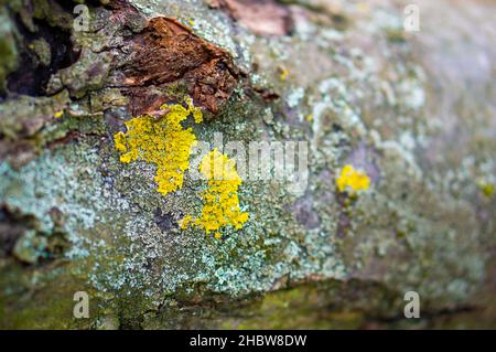 Eine Nahaufnahme von gelben Flechten auf einem alten verwitterten Baumstamm Stockfoto