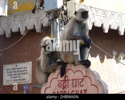 Getuftete graue Langur auf einem Straßenschild Stockfoto