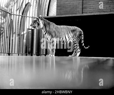 Tiger im Käfig mit Fenstern und Gebäude hinten im Lincoln Park Zoo Ca. 1900 Stockfoto