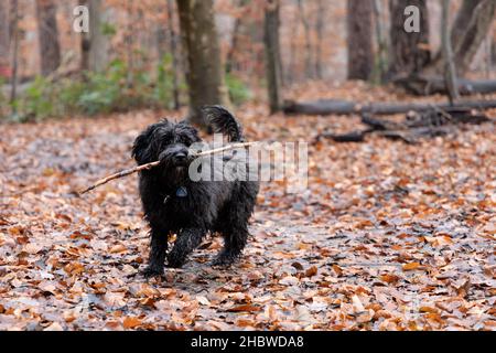 Ein junger schwarzer Labradoodle-Hund findet einen Stock. Wandern mit dem Hund in einem Wald mit Herbstfarben und Blättern auf dem Boden Stockfoto