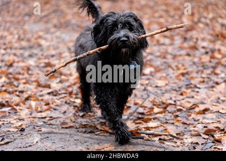 Ein junger schwarzer Labradoodle-Hund findet einen Stock. Wandern mit dem Hund in einem Wald mit Herbstfarben und Blättern auf dem Boden Stockfoto