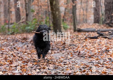 Ein junger schwarzer Labradoodle-Hund findet einen Stock. Wandern mit dem Hund in einem Wald mit Herbstfarben und Blättern auf dem Boden Stockfoto