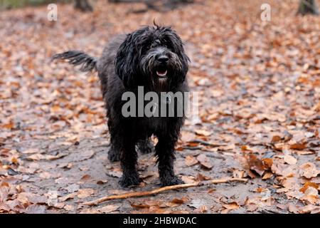 Ein junger schwarzer Labradoodle-Hund findet einen Stock. Wandern mit dem Hund in einem Wald mit Herbstfarben und Blättern auf dem Boden Stockfoto