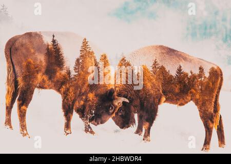 Doppelbelichtung von wilden Bisons und nebliger Herbstlandschaft mit Kiefern Stockfoto