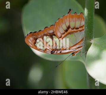 Malachitschmetterling mit hellgrünen und rotbraunen geschlossenen Flügeln, die auf einem Pflanzenstamm ruhen. Fotografiert mit geringer Schärfentiefe. Stockfoto