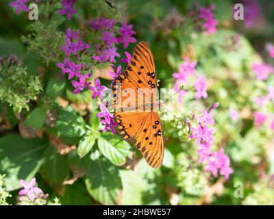Orangefarbener und schwarzer Schmetterling aus dem Golf, der auf einer Pflanze mit kleinen Fuchsia-Blüten thront. Stockfoto