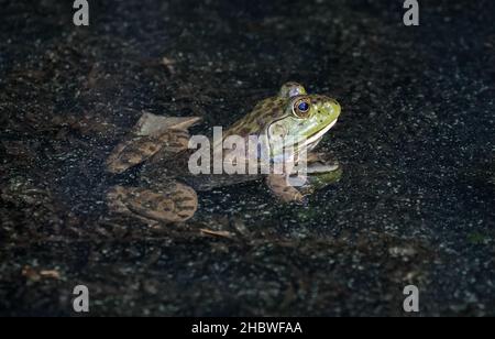 American Bullfrog in Oregon Stockfoto
