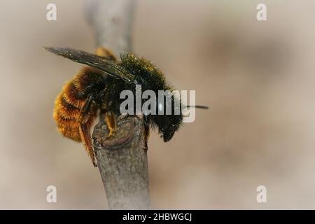 Nahaufnahme der Schnecke, in der die Rotschwanzbiene Osmia bicolor auf dem Zweig sitzt Stockfoto