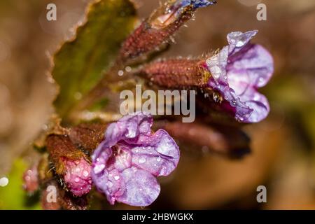 Leuchtend violette Blüten der Pflanze Unflecktes Lungenkraut (Suffolk-Lungenkraut, Pulmonaria obscura) in Wassertropfen aus nächster Nähe Stockfoto