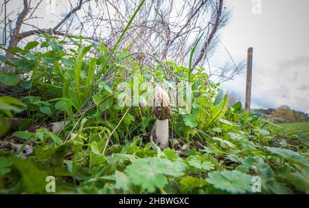 Phallus impudicus oder gewöhnliches Stinkhorn. Naturpark Cornalvo, Extremadura, Spanien Stockfoto