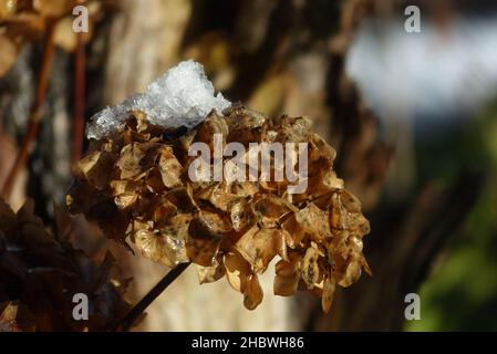 Ein Totenhydrenblütenkopf mit Schnee darauf Stockfoto