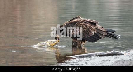 Ein unreifer Weißkopfseeadler hakt mit seinem Schnabel einen toten Lachs am Flussrand und zieht ihn im Stehen im Wasser hoch Stockfoto