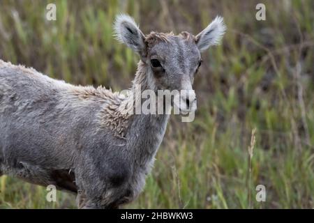 Baby Bighorn Schafe suchen Scraggily im Sommer nach dem Verlust seiner Wintermantel Stockfoto
