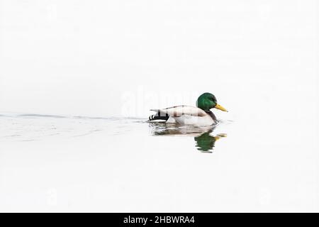 Drake Stockente schwimmt auf dem Teich Stockfoto