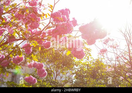 Schöne blühende Tabebuia Rosea oder Tabebuia chrysantha Nichols am Morgen mit einer großen Sonne horizontale Zusammensetzung Stockfoto