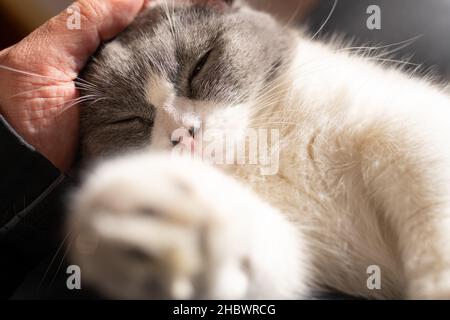 Mann streichelte sanft eine reizende britische Kurzhaarkatze aus der Nähe Stockfoto