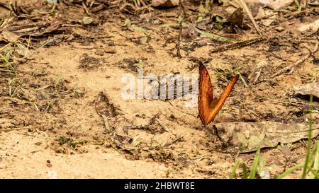 Malaiischer Kreuzerschmetterling, der auf dem Waldboden ruht Stockfoto