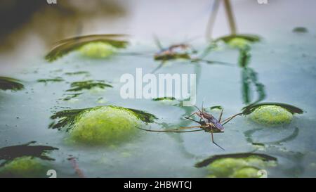 Borneo-Wasserauflauf auf dem Teich Stockfoto