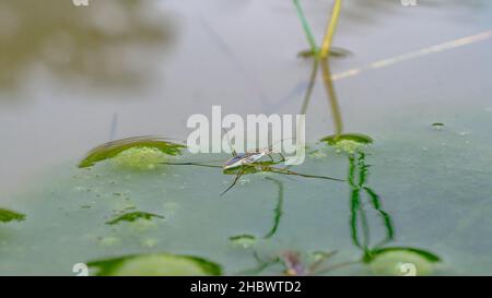 Borneo-Wasserauflauf auf dem Teich Stockfoto