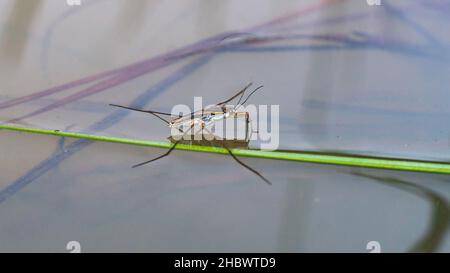 Borneo-Wasserauflauf auf dem Teich Stockfoto