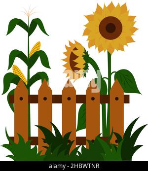 Sonnenblumen und Mais blühen in der Nähe des Zauns. Illustration einer Sommerlandschaft, einer hübschen Farm. Vektor Stock Vektor