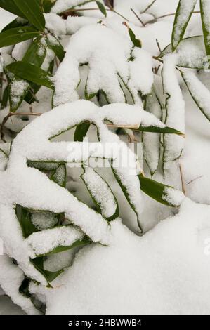 Der frühe Winter bedeckt das bambusgras von sasa mit Schnee in Kamikochi, Nagano, Japan Stockfoto