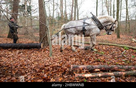 14. Dezember 2021, Niedersachsen, Lüneburg: Kay Stolzenberg, Pferdespender, arbeitet mit seinem Pferd Peer im Wald. In Deutschland gibt es kaum noch Pferdehalter. Doch Kay Stolzenberg glaubt, dass ihre sorgfältige Arbeit im Wald so wichtig ist. Der 47-Jährige gehört zu den letzten drei in Niedersachsen. Foto: Philipp Schulze/dpa Stockfoto