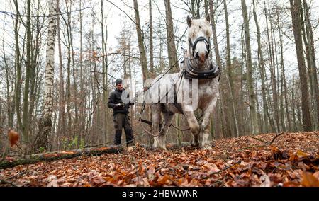 14. Dezember 2021, Niedersachsen, Lüneburg: Kay Stolzenberg, Pferdespender, arbeitet mit seinem Pferd Peer im Wald. In Deutschland gibt es kaum noch Pferdehalter. Doch Kay Stolzenberg glaubt, dass ihre sorgfältige Arbeit im Wald so wichtig ist. Der 47-Jährige gehört zu den letzten drei in Niedersachsen. Foto: Philipp Schulze/dpa Stockfoto