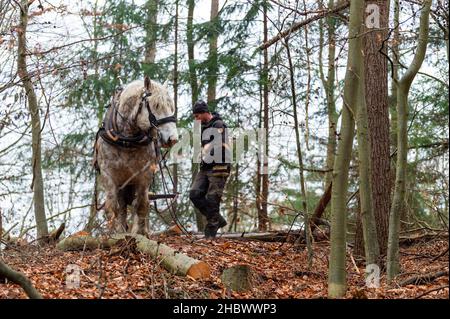 14. Dezember 2021, Niedersachsen, Lüneburg: Kay Stolzenberg, Pferdespender, arbeitet mit seinem Pferd Peer im Wald. In Deutschland gibt es kaum noch Pferdehalter. Doch Kay Stolzenberg glaubt, dass ihre sorgfältige Arbeit im Wald so wichtig ist. Der 47-Jährige gehört zu den letzten drei in Niedersachsen. Foto: Philipp Schulze/dpa Stockfoto