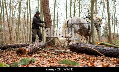 14. Dezember 2021, Niedersachsen, Lüneburg: Kay Stolzenberg, Pferdespender, arbeitet mit seinem Pferd Peer im Wald. In Deutschland gibt es kaum noch Pferdehalter. Doch Kay Stolzenberg glaubt, dass ihre sorgfältige Arbeit im Wald so wichtig ist. Der 47-Jährige gehört zu den letzten drei in Niedersachsen. Foto: Philipp Schulze/dpa Stockfoto