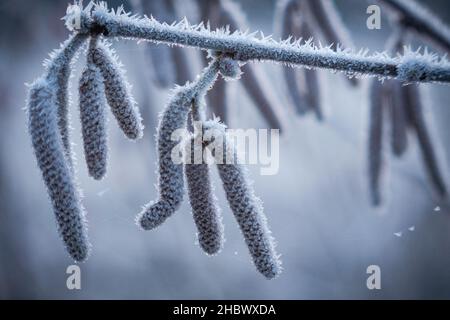 Haselnussblüten sind im Winter mit weißen Eiskristallen bedeckt Stockfoto