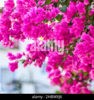Üppige Blüte von rosa Bougainvillea. Tropische Blumen Hintergrund. Weichfokus Stockfoto
