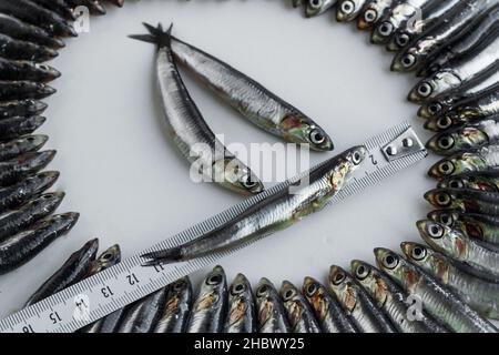 Kleine Fischanchovy, Hamsi gemessen mit Metallband measure.One kleine Fische auf Band measure. Stockfoto